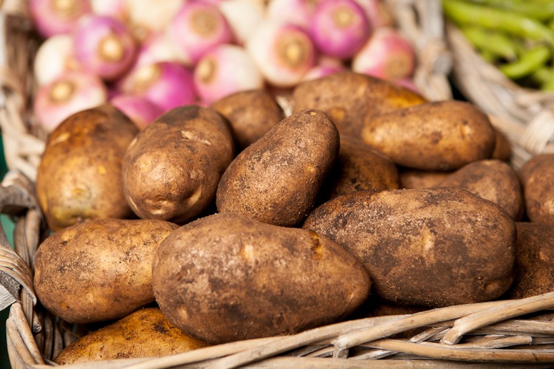 pomme-de-terre-agria