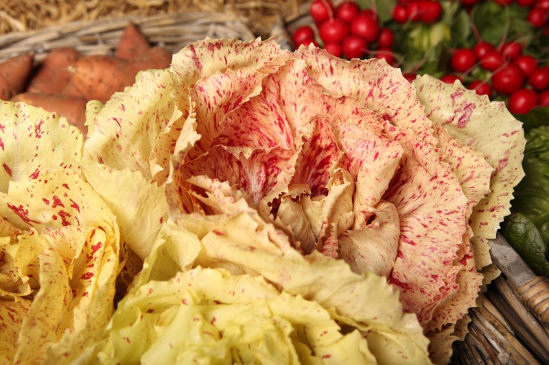 salade-castel-franco