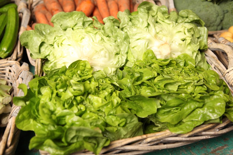 salade-feuille-de-chene-blonde