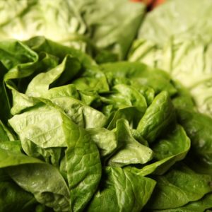 salade-laitue-pommée-cabus