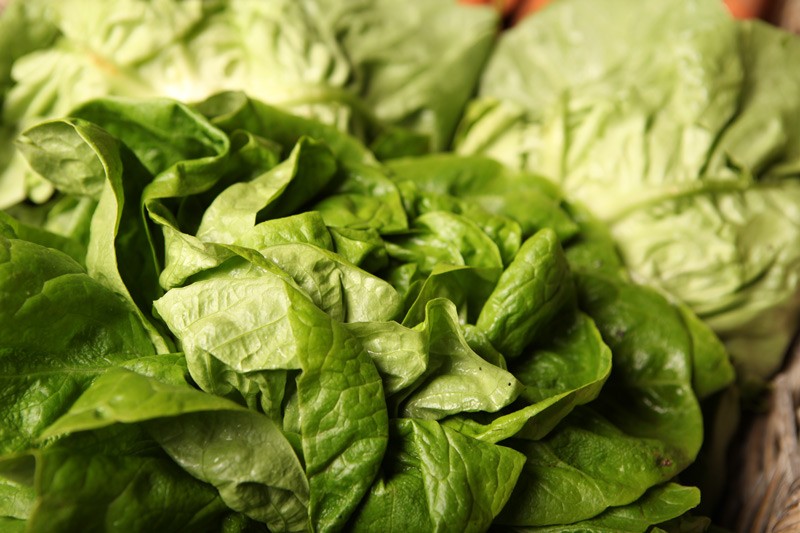 salade-laitue-pommée-cabus