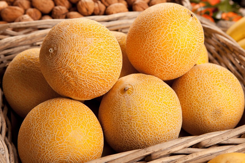 melon-galia