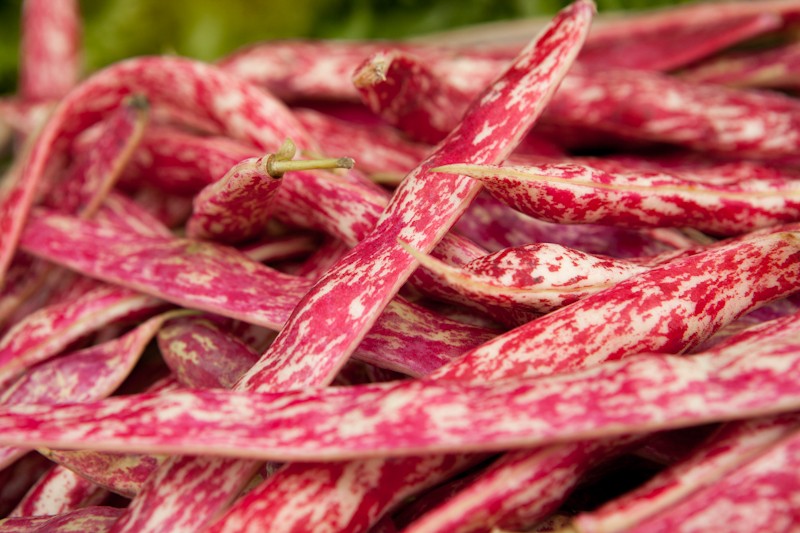 borlotti