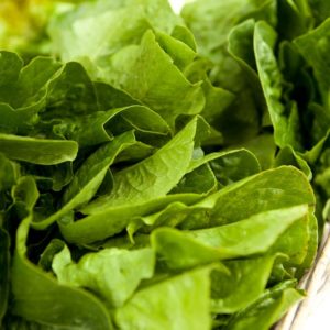 laitue-romaine