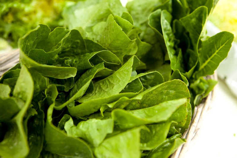 laitue-romaine