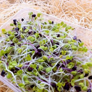 germe-de-radis-rouge-et-vert-bio