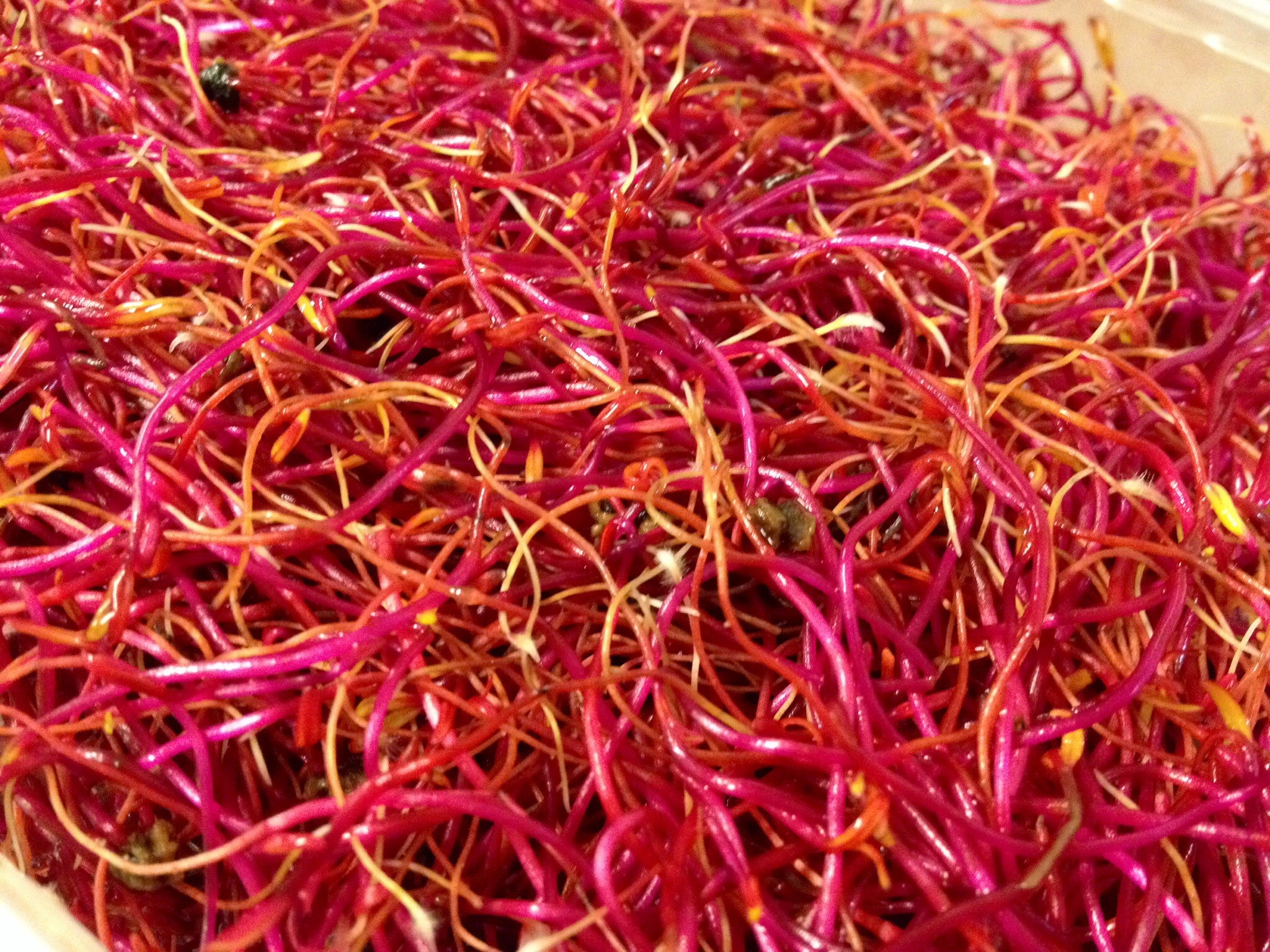 germe-de-betterave-bio