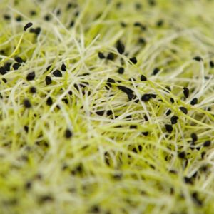 Germes Bio / Fleurs comestibles