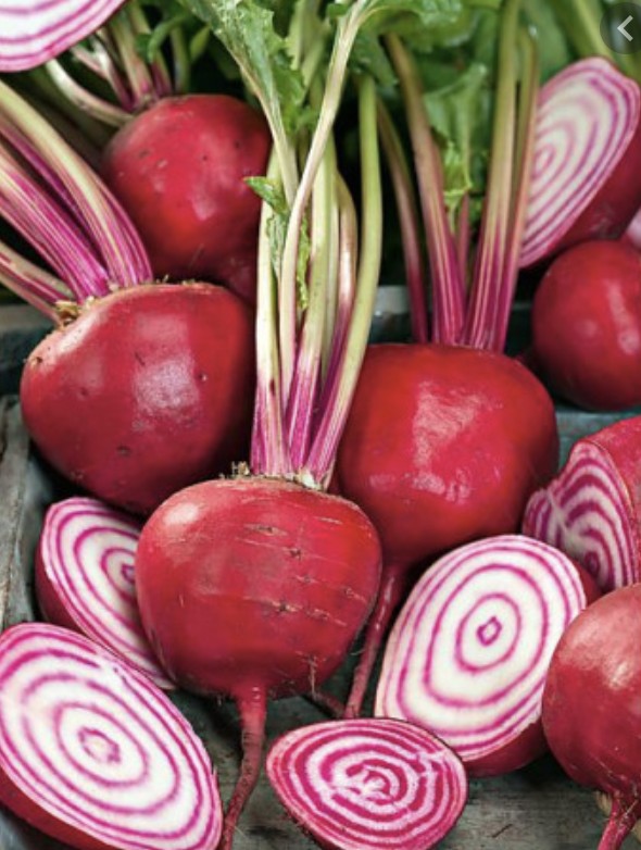 Betterave chioggia